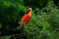 Vogel im Baum