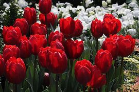 Red tulips by Tatjana Korneeva