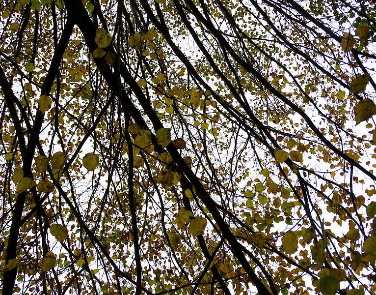 Der tintenfarbene Baum von Eva van beek