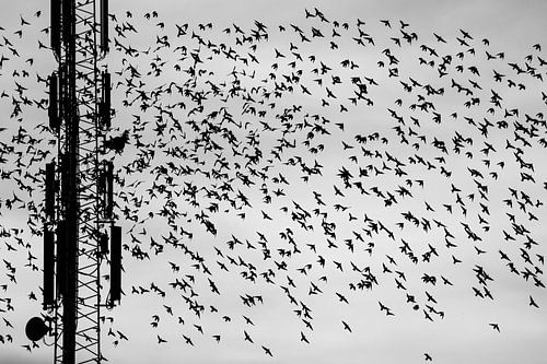 Un essaim d'étourneaux à un mât en noir et blanc