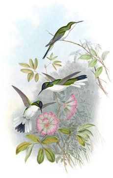 Columbian Fairy, John Gould van Hummingbirds