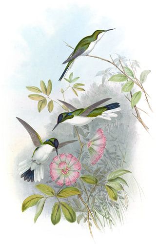 Columbian Fee, John Gould