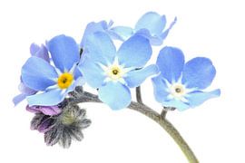 Vergeet-mij-nietjes op een witte achtergrond van Ronald Pol