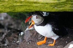 Papageitaucher auf der Insel Skellig Michael in Irland