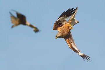 Rode Wouw in duikvlucht in Engeland van Jeroen Stel