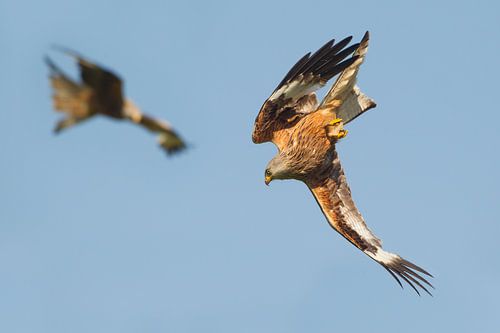 Rode Wouw in duikvlucht in Engeland