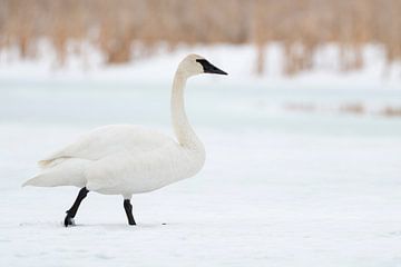 Trumpeter Swan ( Cygnus buccinator ) in winter, walking over a frozen snow and ice covered rive van wunderbare Erde