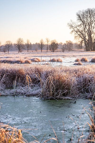 Weiland en bomen in de winter, landschapsopname in de ochtend van Fotos by Jan Wehnert