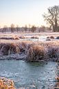 Weiland en bomen in de winter, landschapsopname in de ochtend van Fotos by Jan Wehnert thumbnail