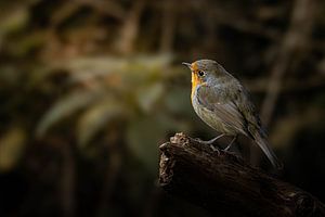 Serie Robins