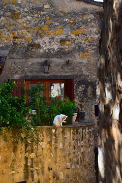 Witte kat likt poot op oude stenen muur in charmant Frans dorp van Studio LE-gals