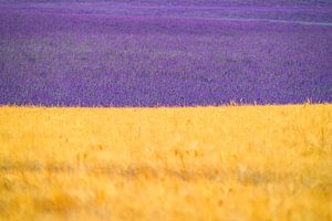 Blühender Lavendel in der Provence