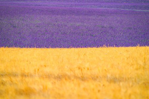 Lavande en fleurs en Provence
