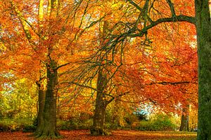 Herbst im Park