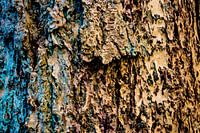The beauty of the fir tree