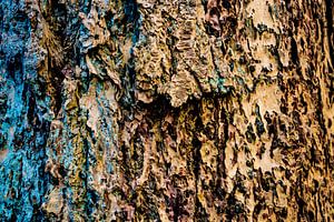 The beauty of the fir tree