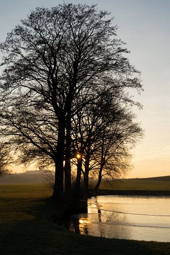 Trees, water and golden evening light