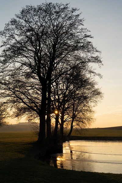 Trees, water and golden evening light by Adriana Müller