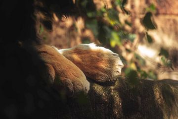 De slapend tijger van Wouter Koelewijn