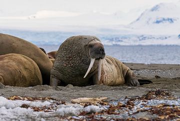 Walrus sur Merijn Loch