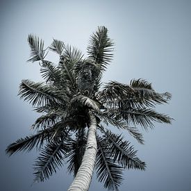 coconut tree by MR OPPX