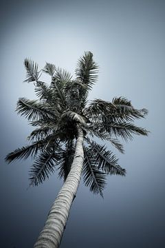 coconut tree van MR OPPX
