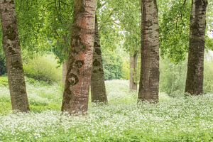 Bloementapijt