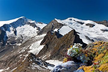 Edelweiss op de Kratzenberg 3022m van Christa Kramer