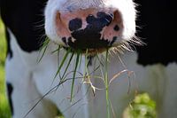 Koe eet gras