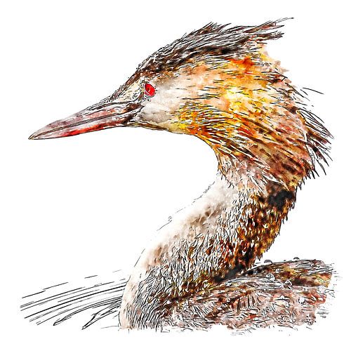 Portrait of a grebe (watercolour painting)