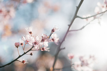 Roze bloesem II - botanische fotografie