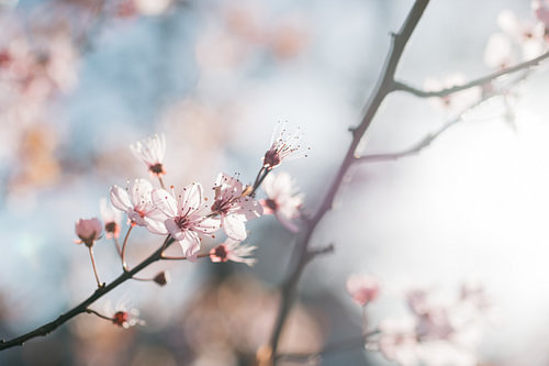 Rosa Blüte II - botanische Fotografie