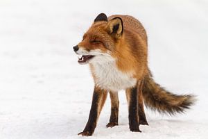 Red fox sur Marcel Derweduwen