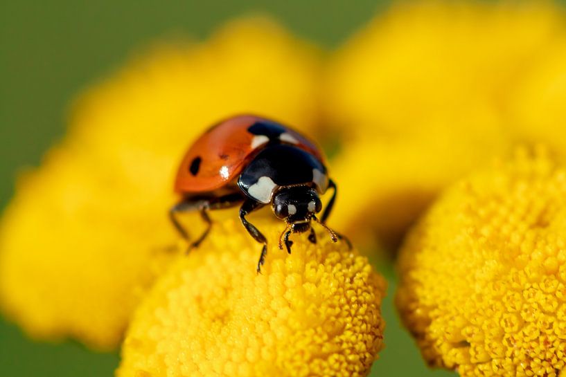 Marienkäfer von Evelyne Renske