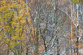 Forest in the Ore Mountains in winter by Thomas Jäger