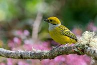 Silver-throated Tanager van Eddy Kuipers thumbnail