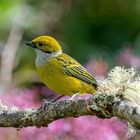 Silver-throated Tanager sur Eddy Kuipers