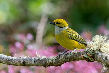 Silver-throated Tanager by Eddy Kuipers