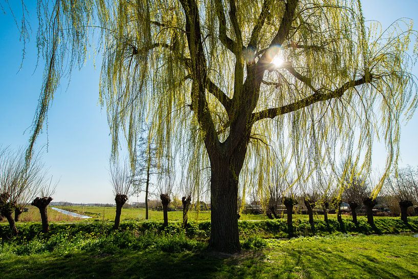 Weeping willow in the spring with the sun coming through. by Brian Morgan