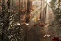 Spinnennetze im Herbstwald