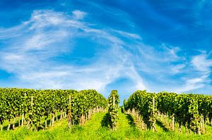 Rebstöcke in einem Weinberg mit Schleierwolken am Himmel