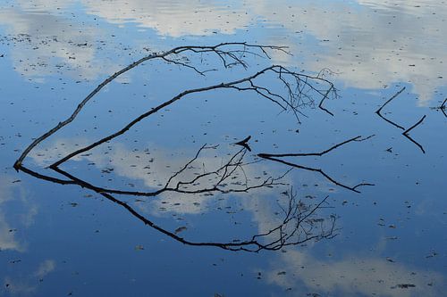 reflet d'une branche dans l'eau