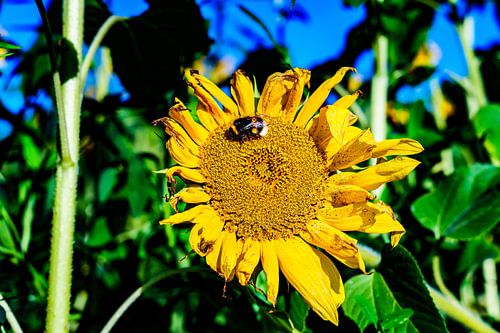 Zonnebloem 4