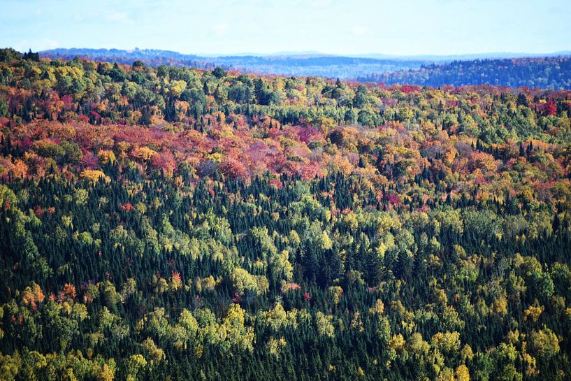 A forest mix in autumn by Claude Laprise