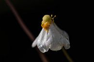 weiße Regenblume von Tania Perneel Miniaturansicht