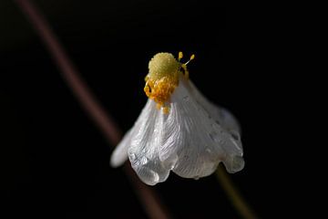 fleur de pluie blanche sur Tania Perneel