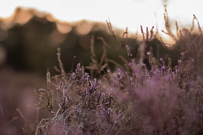 Purple heather at golden hour by Lissy Hanrats