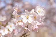 Zachte pastel kleuren kersenbloesem - sakura botanische natuur fotografie van Christa Stroo fotografie thumbnail