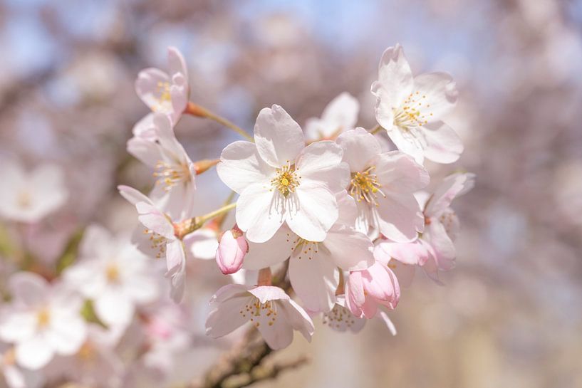 Zachte pastel kleuren kersenbloesem - sakura botanische natuur fotografie van Christa Stroo fotografie