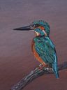 IJsvogel, schilderij olieverf op doek van Bianca ter Riet thumbnail
